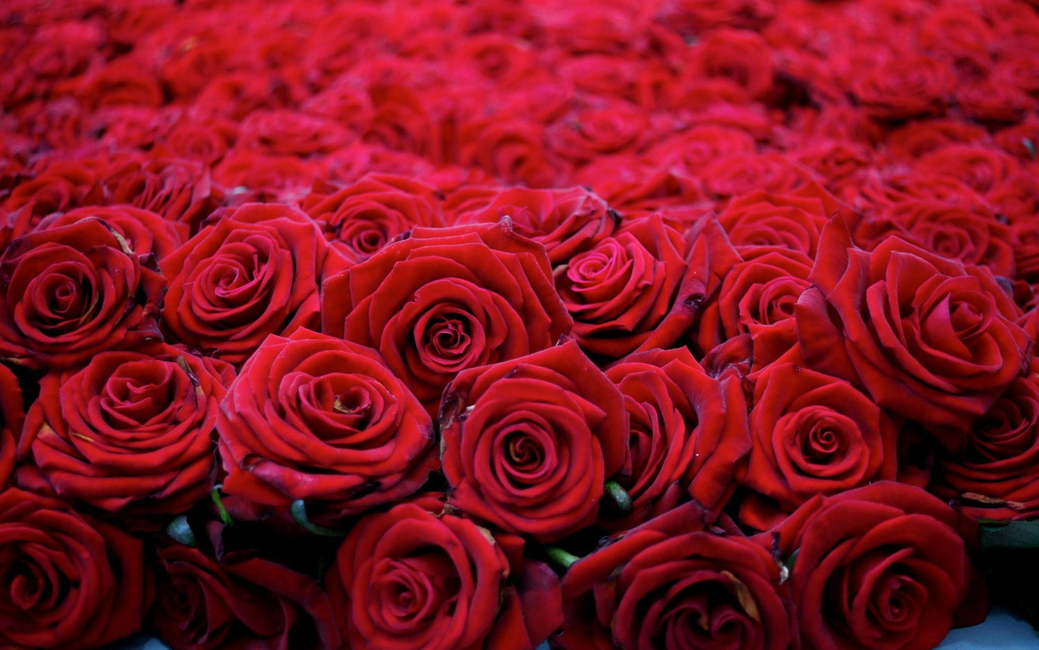 Rose essential oil has many healing properties with benefits for the reproductive, digestive and nervous system and incredible aroma.