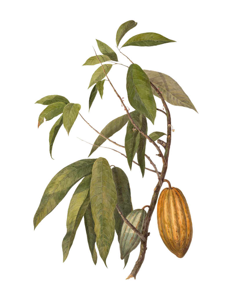 Theobroma Cacao tree produces Cocoa butter, main ingredient in our organic luxurious skincare for your Royal Heir