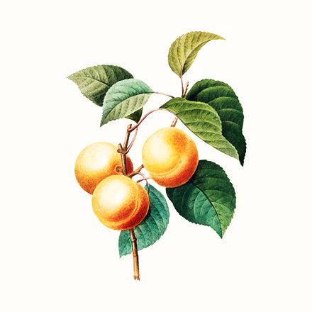 Apricot Kernel Oil