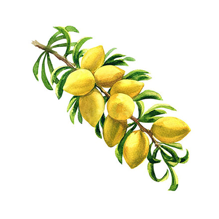 Argan Oil