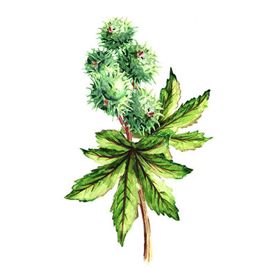 Castor oil