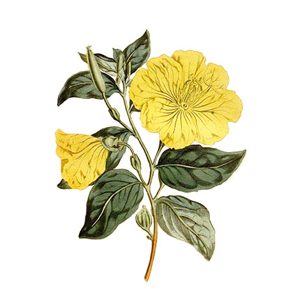 Evening Primrose Oil