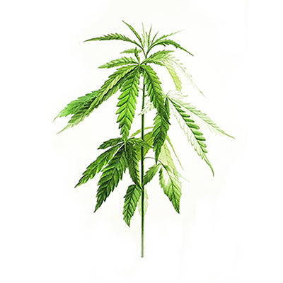 Hemp oil