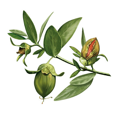 Jojoba oil
