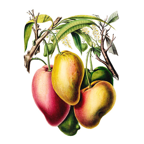 Mango Butter
