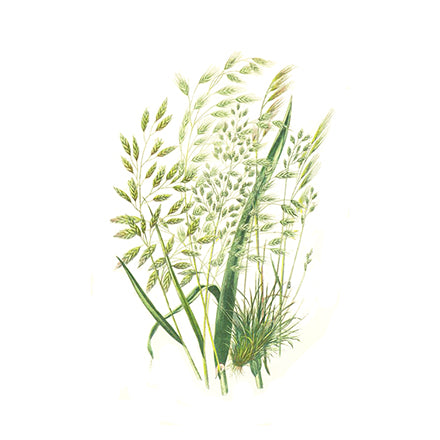 Oat Oil