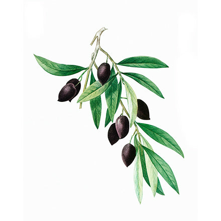 Olive Squalane