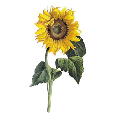 Sunflower oil