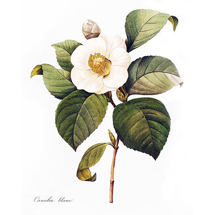 Camellia seed oil